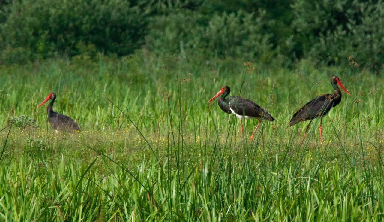 Гостевой дом Rural Tourism Family Ravlic Muzilovcica Экстерьер фото