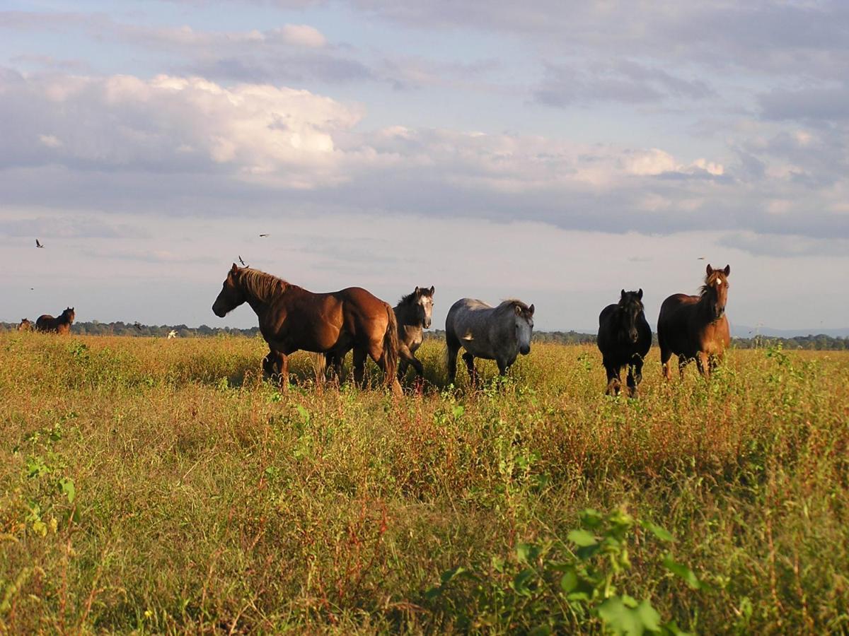Гостевой дом Rural Tourism Family Ravlic Muzilovcica Экстерьер фото
