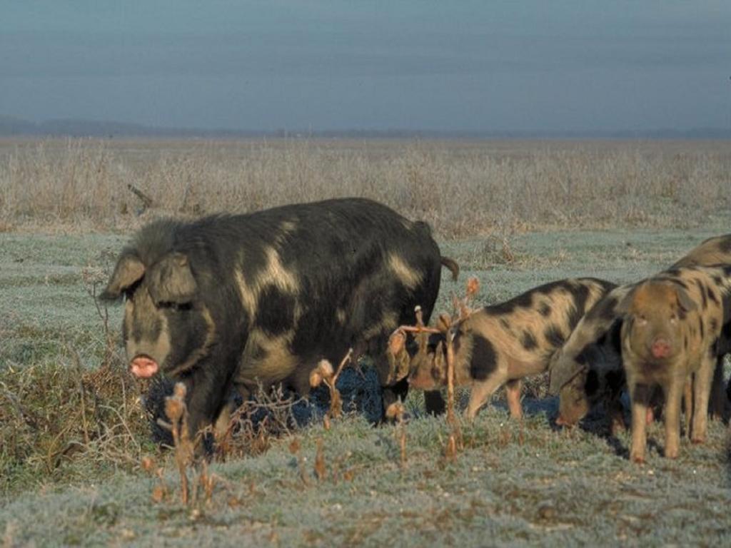 Гостевой дом Rural Tourism Family Ravlic Muzilovcica Экстерьер фото